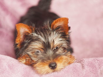 Portrait of dog lying down