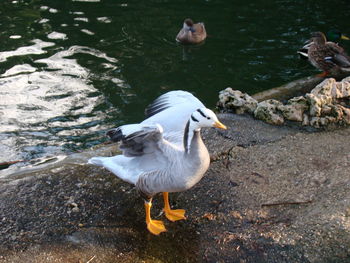 Ducks swimming on lake