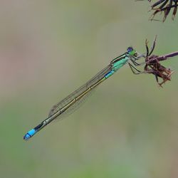 Close-up of damselfly on twig