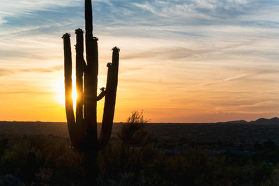 Silhouette cactus on landscape against sky during sunset