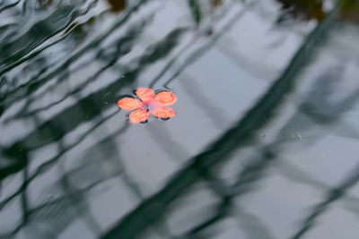 High angle view of flower