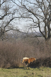 View of a horse on field