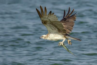 Close-up of eagle flying over lake