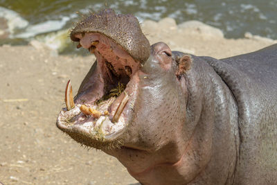 Close-up of turtle in zoo