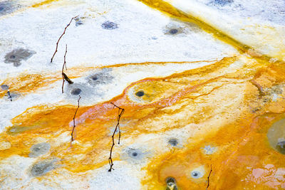 High angle view of fish on rock