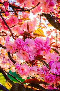 Close-up of pink cherry blossoms