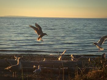 Seagulls flying over sea against sky