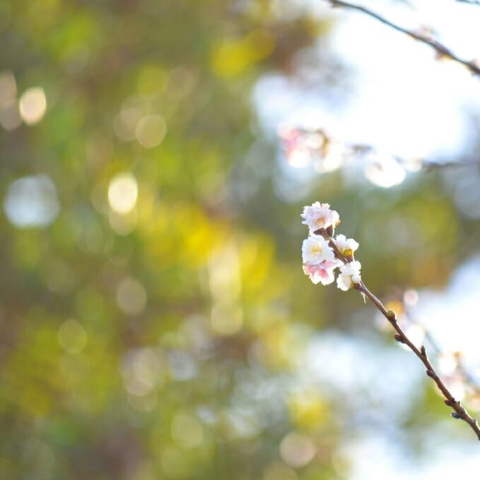 flower, freshness, growth, focus on foreground, fragility, branch, tree, beauty in nature, petal, nature, close-up, blooming, blossom, in bloom, selective focus, twig, cherry blossom, flower head, springtime, plant