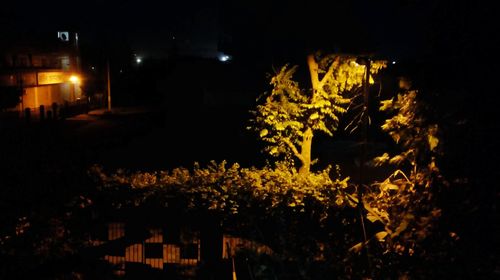 Illuminated tree against sky at night