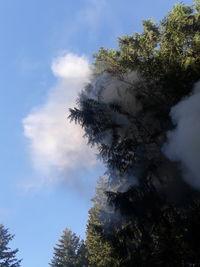 Low angle view of trees against sky