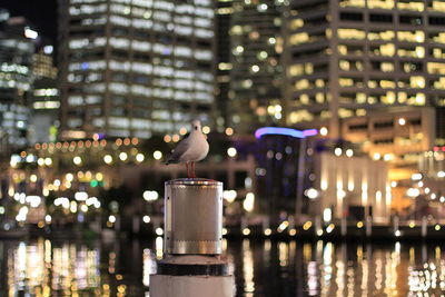 Birds in city at night