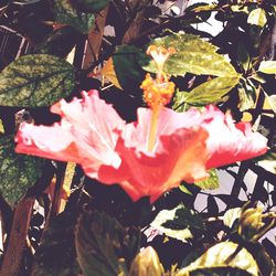 Close-up of hibiscus flower