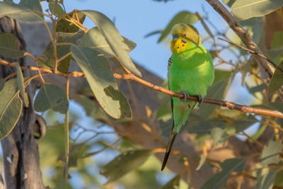 Low angle view of bird perching on branch