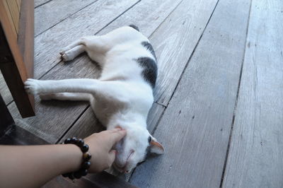 Cropped image of woman stroking cat resting on wooden floor