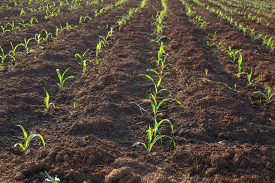 High angle view of plants on field