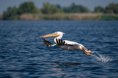 Bird in a lake