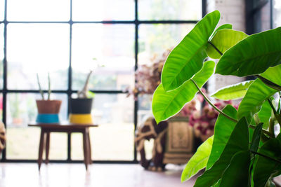 Close-up of potted plant on table