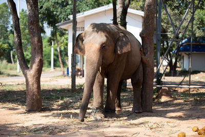 Elephant in forest