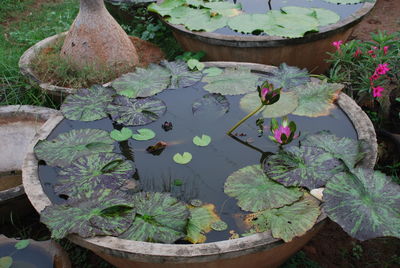 High angle view of lotus water lily in lake