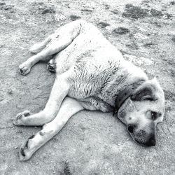 High angle view of cat sleeping