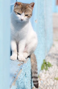 Close-up of cat sitting outdoors