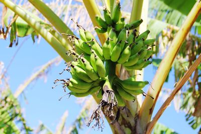 Low angle view of banana growing on tree