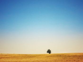 Scenic view of field against clear sky