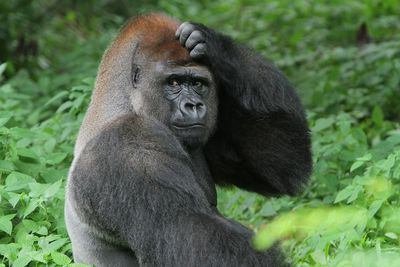 Portrait of gorilla on land