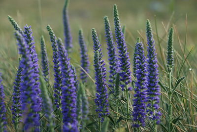 Close-up of purple lavender flowers on field