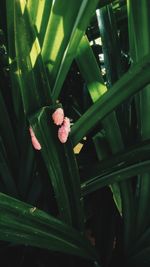 High angle view of flowering plant