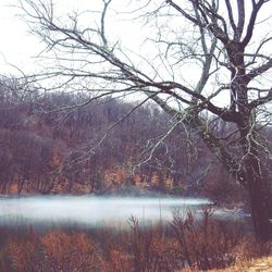 Bare trees in water