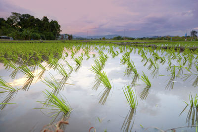 Scenic view of rice field against sky