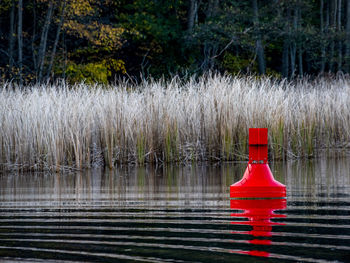 Red floating in autumn water in lake