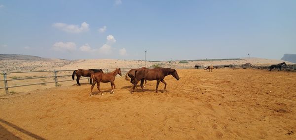 Horses in a desert