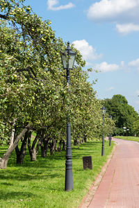 Trees in park against sky