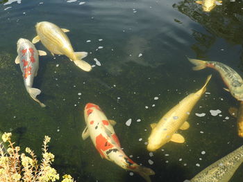 High angle view of koi carps swimming in pond