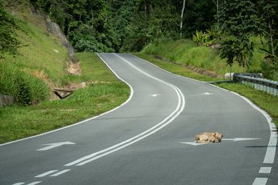 Dog on road amidst trees