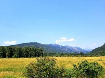 Scenic view of field against sky