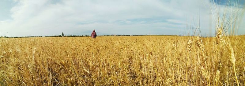 Scenic view of wheat field against sky