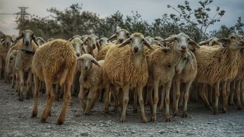 Sheeps in a field