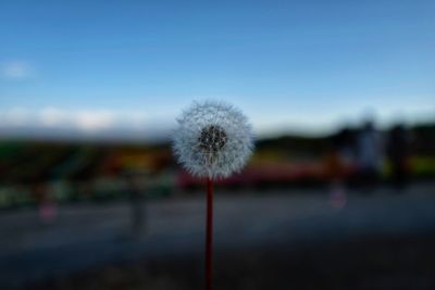 Close-up of dandelion against sky