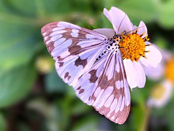 Close-up of butterfly pollinating on flower