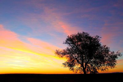 Silhouette of trees on landscape at sunset