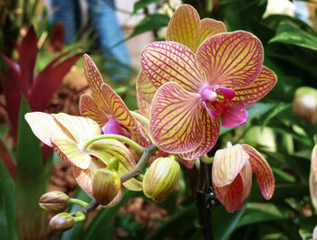 Close-up of orchid blooming outdoors