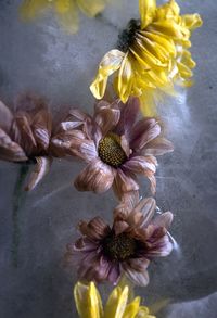 Close-up of wilted flower