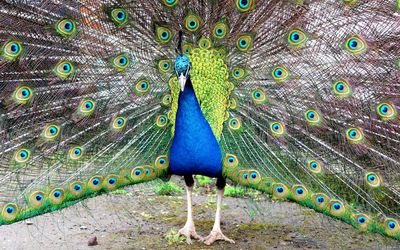 Peacock with feathers fanned out at zoo