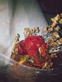 Close-up of red rose on plant