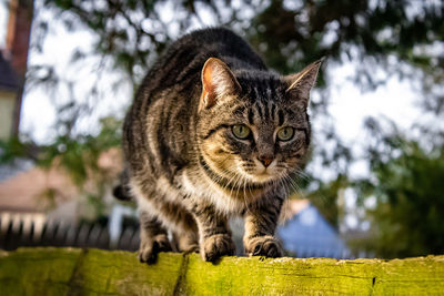 Portrait of tabby cat