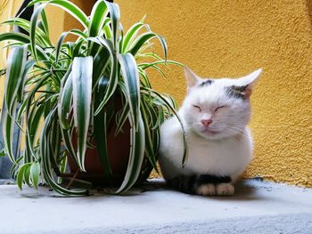 Cat by potted plant against wall