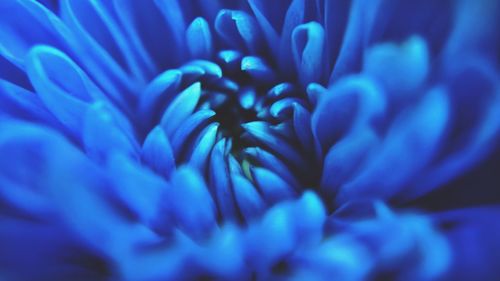 Extreme close-up of blue flower blooming